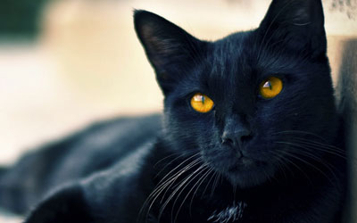 القطة السوداء في المنزل المهجور